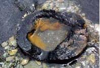 Foto extra 2 do tema 240