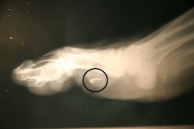 Foto extra 4 do tema 249